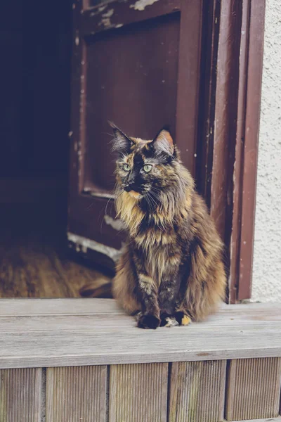 Maine Coon Katze Und Alte Tür Vintage Landkatze Schildpatt Katze — Stockfoto