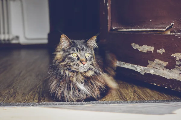 Maine Coon Katze Und Alte Tür Vintage Landkatze Tabby Katze — Stockfoto