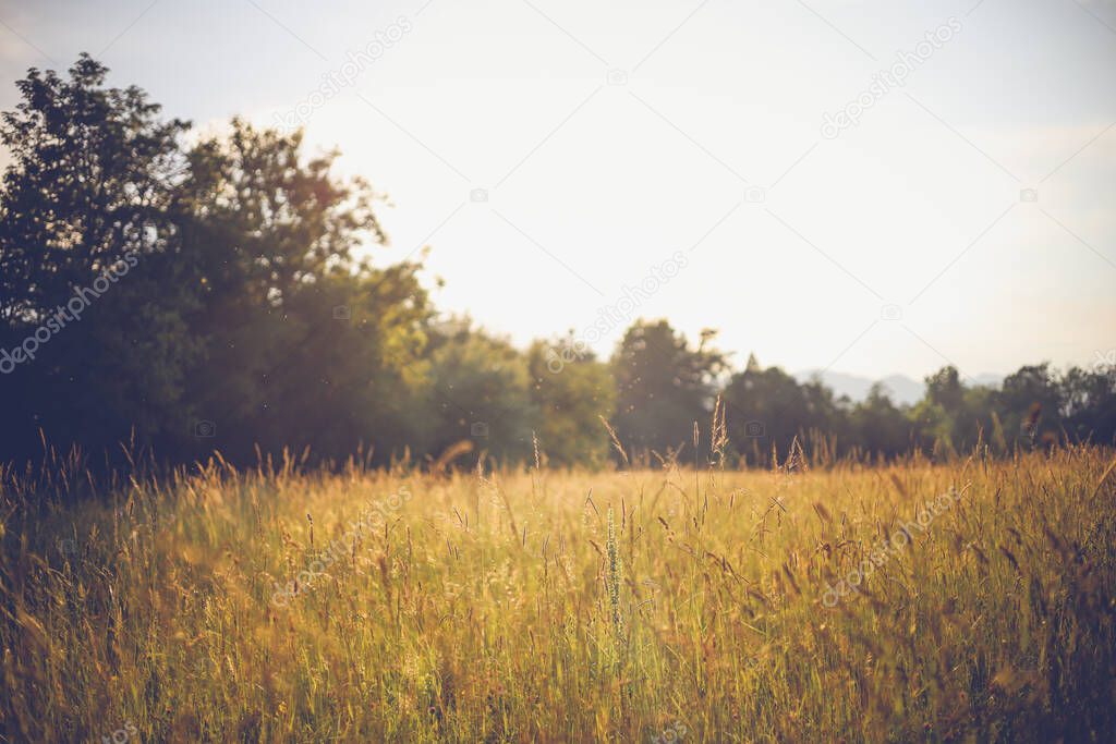 Wheat field summer meadow landscape and sunshine. Blurred background