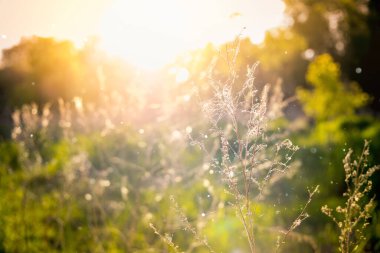 Güneş ışığı, bulanık arka plan, kuru çiçekler, ağ, bokeh, sıcak güneş ışığı, yumuşak odak. Soyut doğa afişi