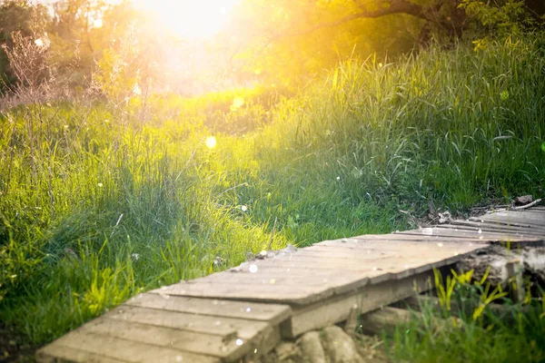 Sommerlandschaft Mit Kleiner Seebrücke Sonnenschein Verschwommener Hintergrund Bokeh Warmes Sonnenlicht — Stockfoto