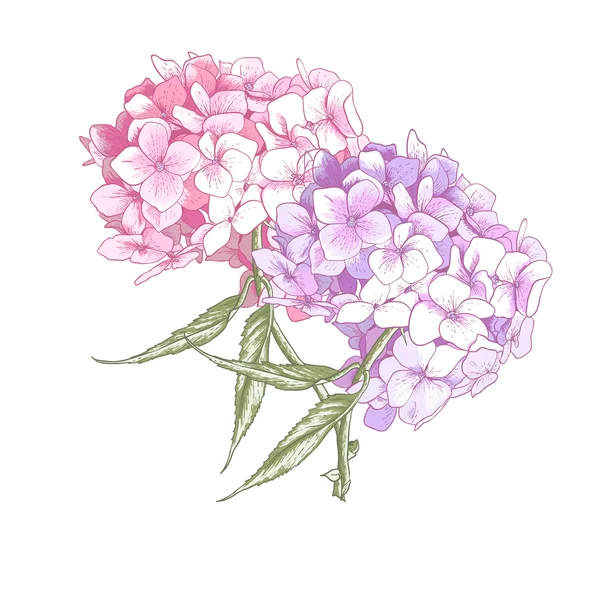 수 국 빈티지 botanicalillustration — 스톡 벡터