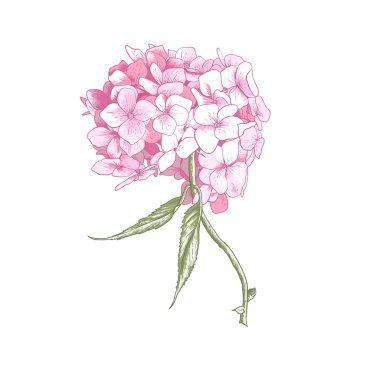 Ortanca vintage botanicalillustration