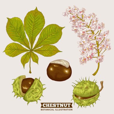 Blossom Chestnut Botanical Vector Illustration clipart