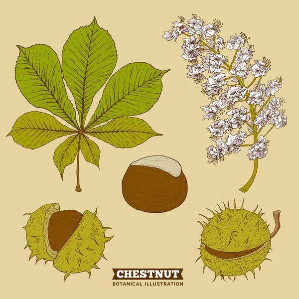 Blossom Chestnut Botanical Vector Illustration — Stock Vector