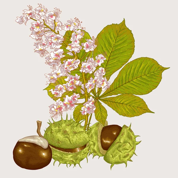 Ilustração botânica do vetor da castanha da flor — Vetor de Stock