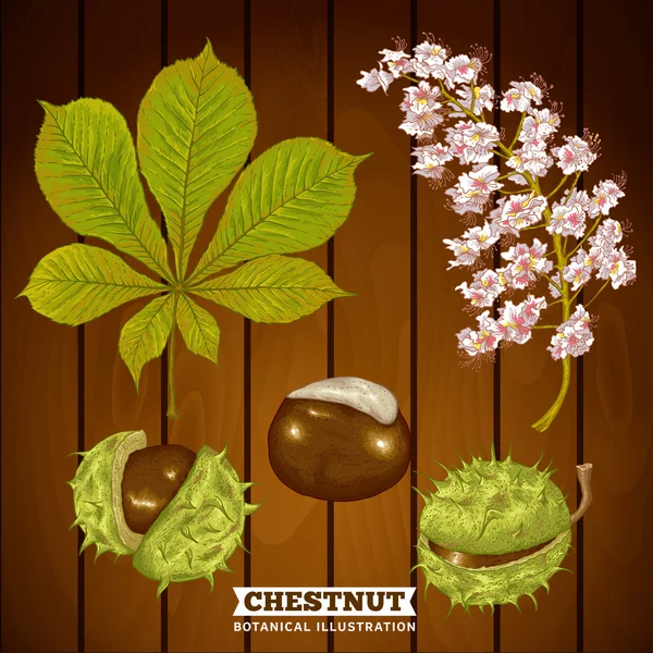 Chestnut Autumn Botanical Vector Illustration — Stock Vector
