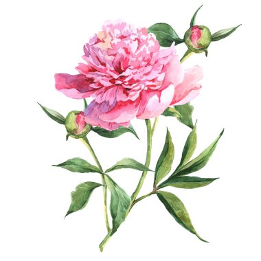 Pembe peonies botanik suluboya resim