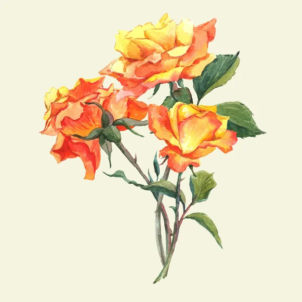 Watercolor Card with Yellow Garden Roses — Stock Photo, Image