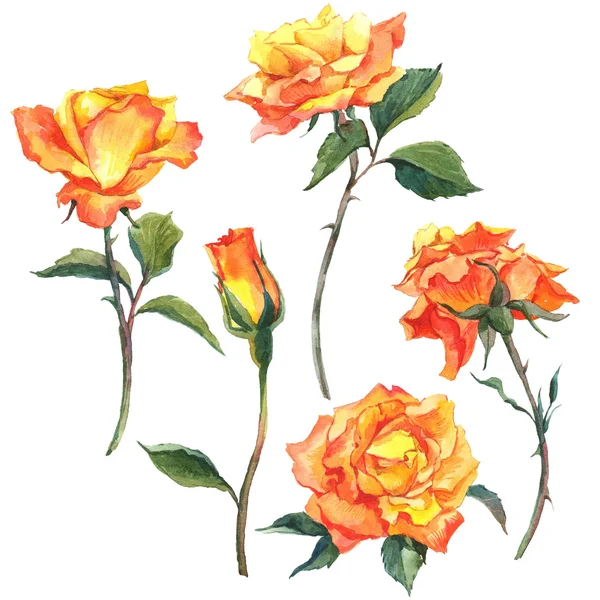 Sada akvarel květinové prvky. — Stock fotografie