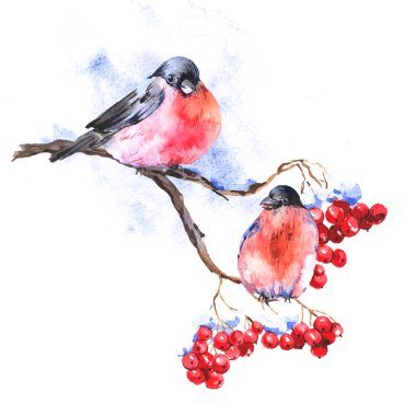 Kış suluboya arka plan ile bullfinches