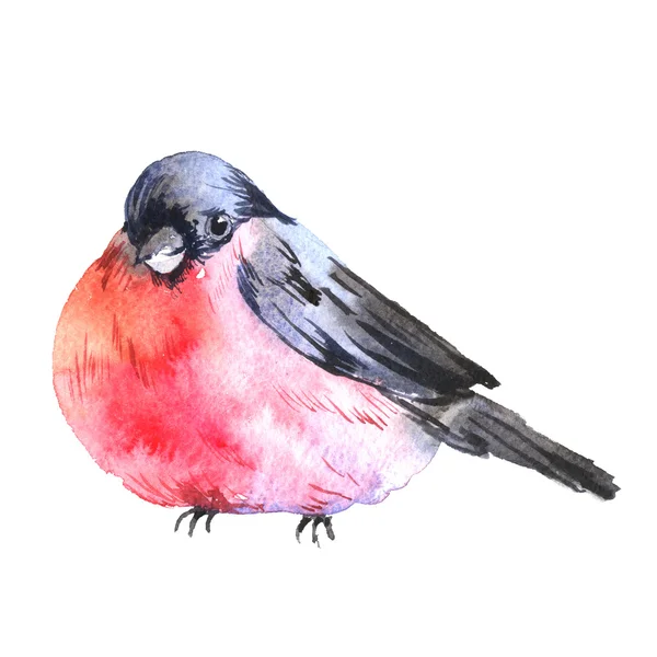 Winter Watercolor background with bullfinches — Stock Photo, Image