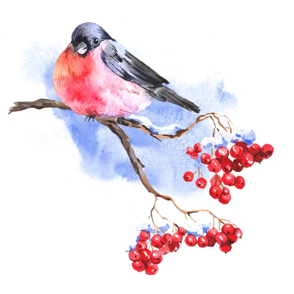 Winter Watercolor background with bullfinches — Stock Photo, Image