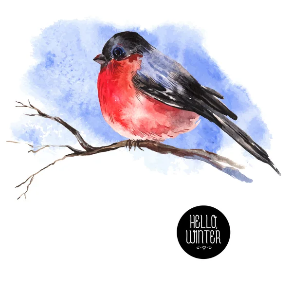 Inverno aquarela fundo com bullfinches — Vetor de Stock