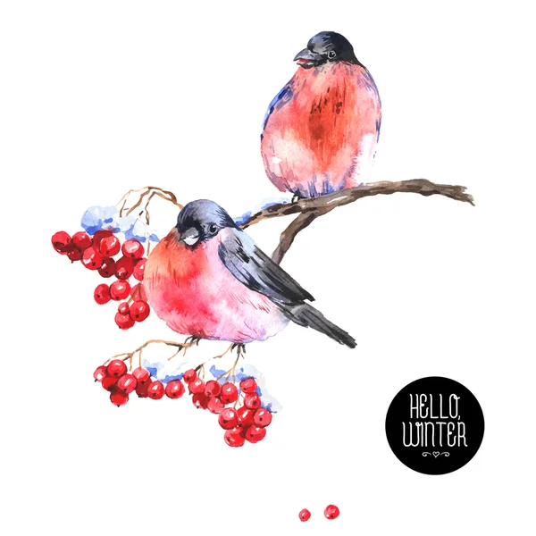 Inverno aquarela fundo com bullfinches — Vetor de Stock