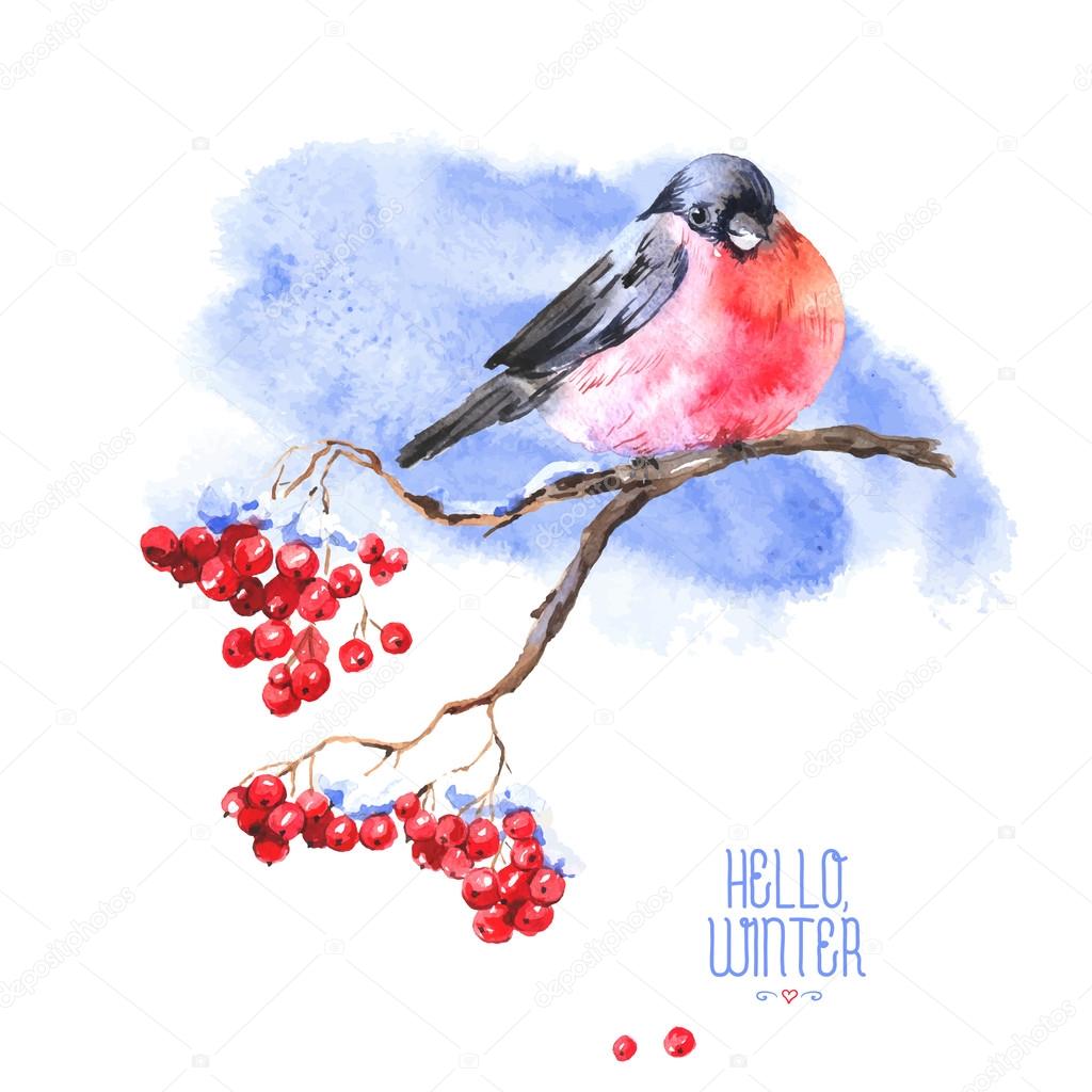 Winter Watercolor Background with Bullfinches