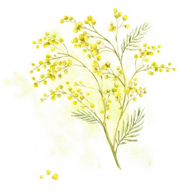 Mimoza, Bahar suluboya arka plan bahar dalı