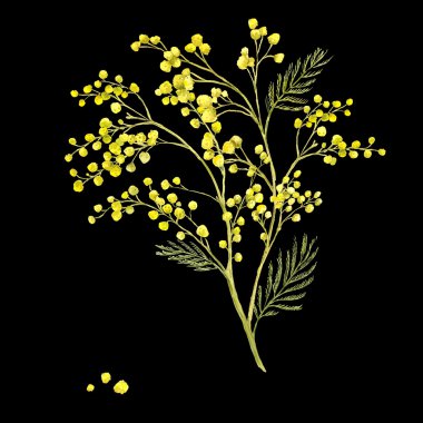 Mimoza, Bahar suluboya arka plan bahar dalı