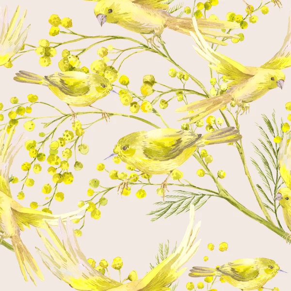 Modèle sans couture avec branche de Mimosa, Oiseau Jaune — Photo