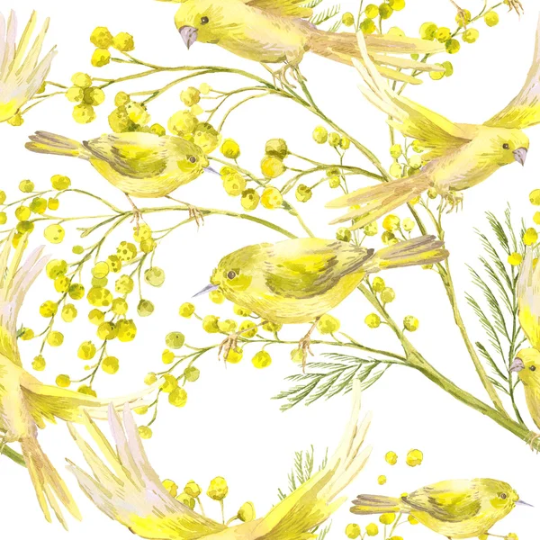 Patrón sin costura con ramita de Mimosa, pájaro amarillo —  Fotos de Stock