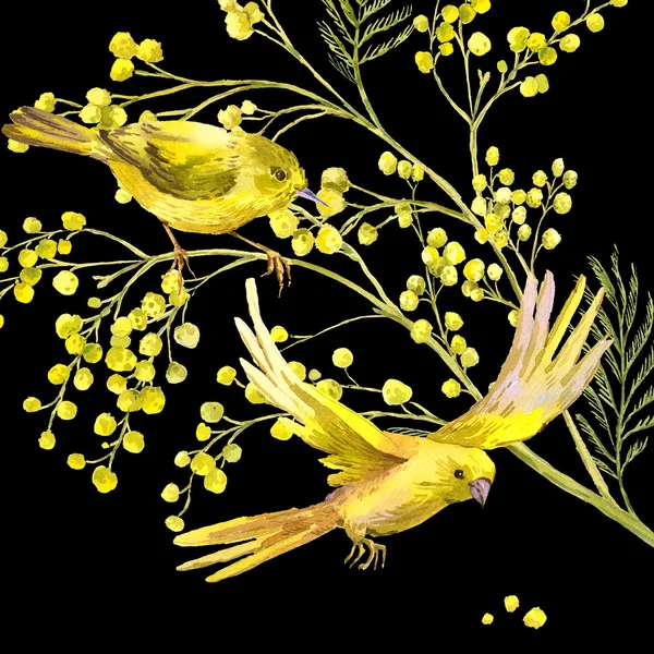 Akvarel zázemí mimózy, žlutý pták — Stock fotografie