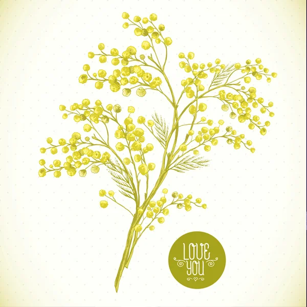 含羞草，春天背景的枝 — 图库矢量图片