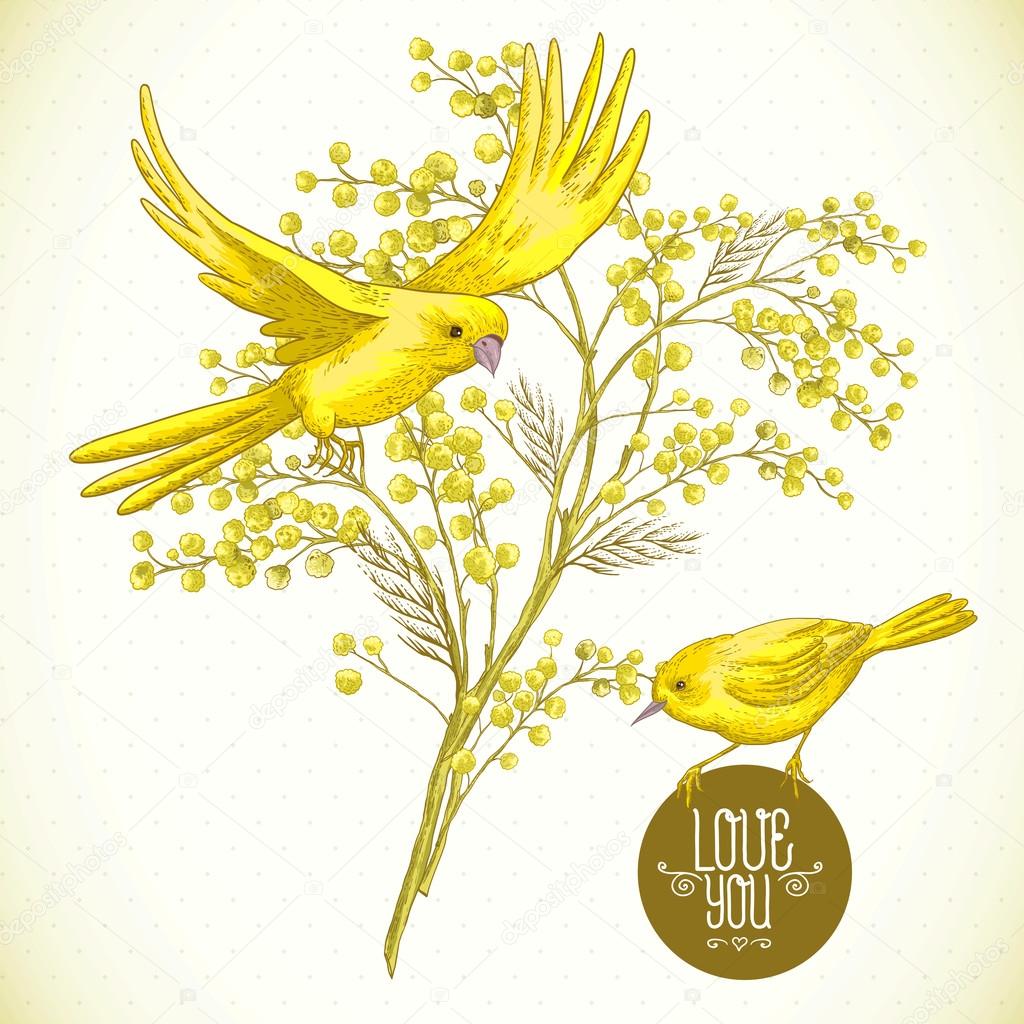 Sprig of Mimosa and Yellow Bird, Spring Background