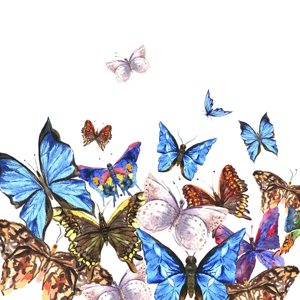 Watercolor butterflies on a white background, greeting card — Zdjęcie stockowe