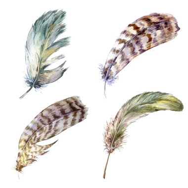 Set vintage watercolor feathers