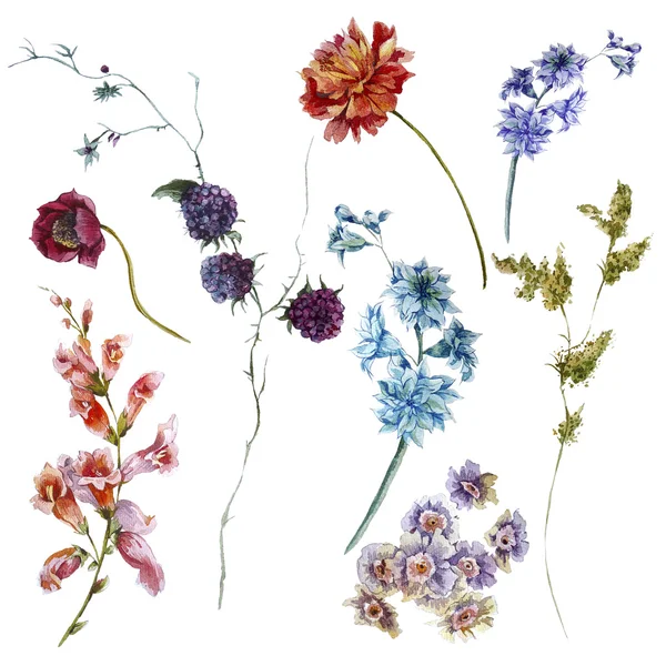 Conjunto de flores silvestres aquarela, raminhos de folhas separadamente flowe — Fotografia de Stock