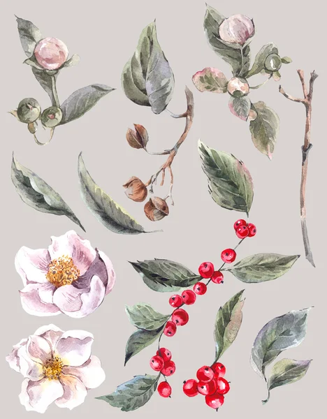 Conjunto de aquarela isolada separadamente folhas flor — Fotografia de Stock