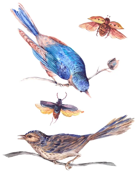 Set of watercolor separately beetles and birds on a branch — Stock Photo, Image