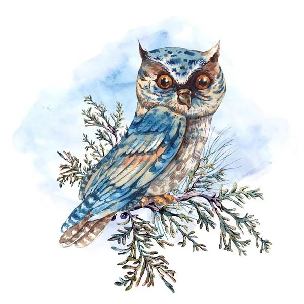 Watercolor greeting card with owls, spruce branches and fir cone — Stock fotografie