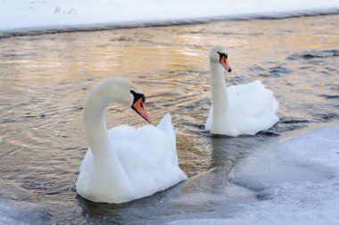 Soğuk bir kış gününde nehirde beyaz kuğular.
