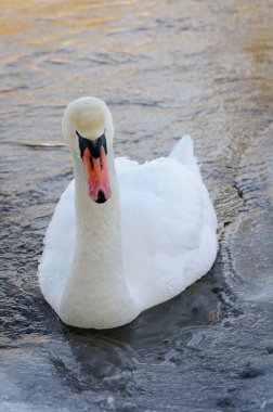 Soğuk bir kış gününde nehirde beyaz kuğular.