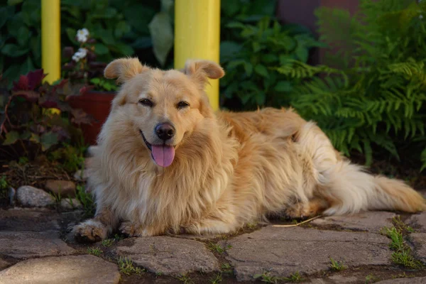 Red-haired fluffy mixed breed dog resting in nature. — Stock Photo, Image