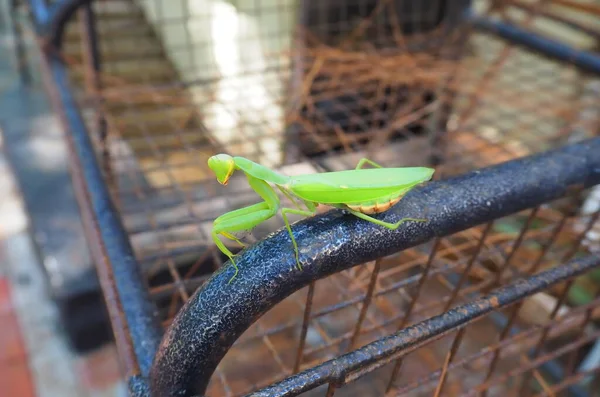 Mante Est Assise Sur Une Branche Insecte Mantis Dans Pays — Photo