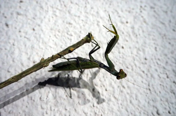 Mante Est Assise Sur Une Branche Insecte Mantis Dans Pays — Photo