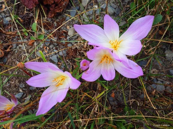 Florescem Flores Crocodilo Nos Campos Lindas Flores Crescem Bela Natureza — Fotografia de Stock