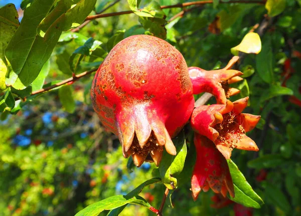 Pomegranate fruit grows on a tree