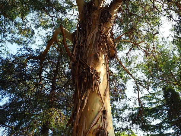 Der Eukalyptusbaum Wächst Der Natur — Stockfoto