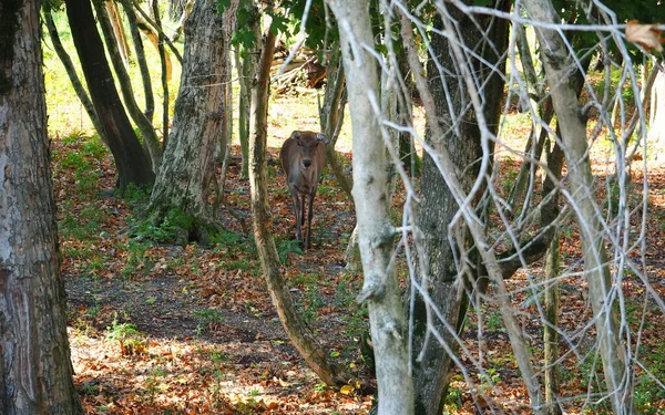 Deer Stands Forest Animal Deer Stands Trees — Stock Photo, Image