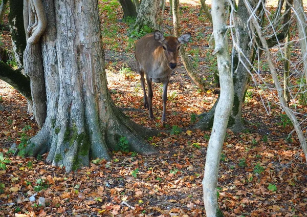 Ciervo Está Bosque Ciervos Entre Los Árboles — Foto de Stock