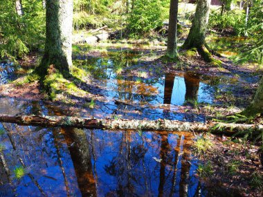 Bahar ormanlarında kar erir.