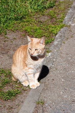 Kırmızı kedi portre.