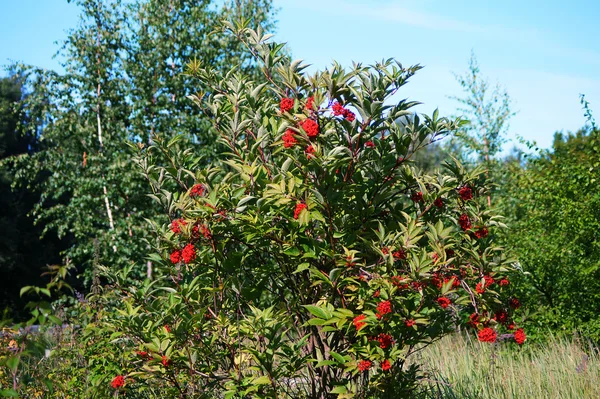 Piros elder vagy a fekete bodza (sambucus). Bush, a nyári napsütésben a réten. — Stock Fotó