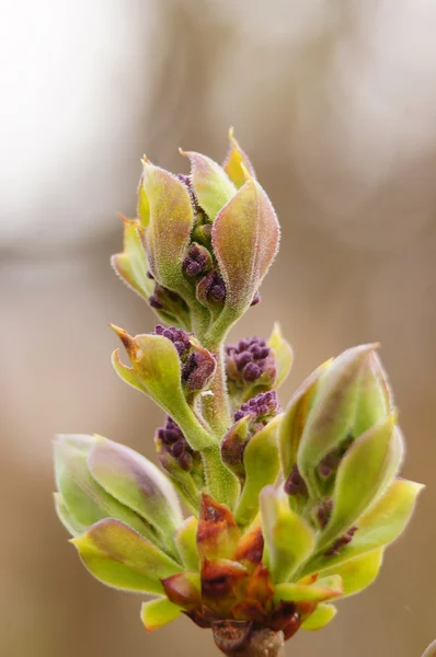 Gemensamma lila (syringa vulgaris). Början. Bud med små blommor. — Stockfoto
