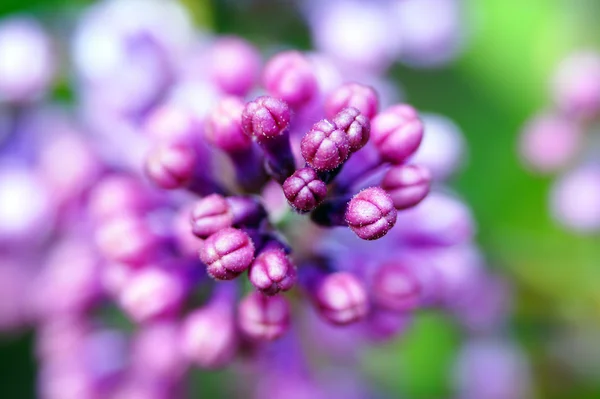 Lilás comum (syringa vulgaris). Flores fechadas fechar . — Fotografia de Stock