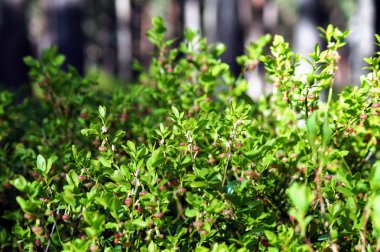 Yaban mersini, bilberry, huckleberry veya whortleberry (vaccinium myrtillus). Çiçekli çalı.
