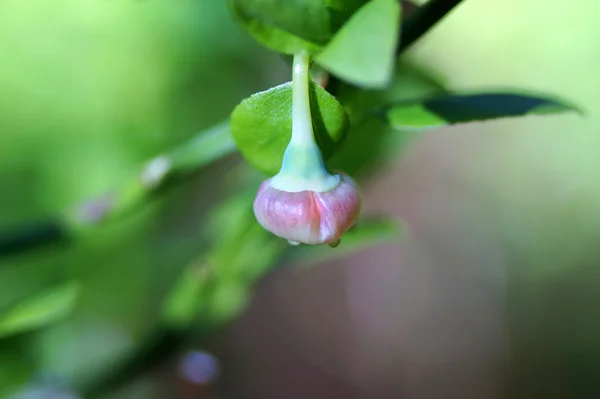 蓝莓、 越桔、 哈克贝利或 whortleberry (蓝莓提取)。开花的时间. — 图库照片